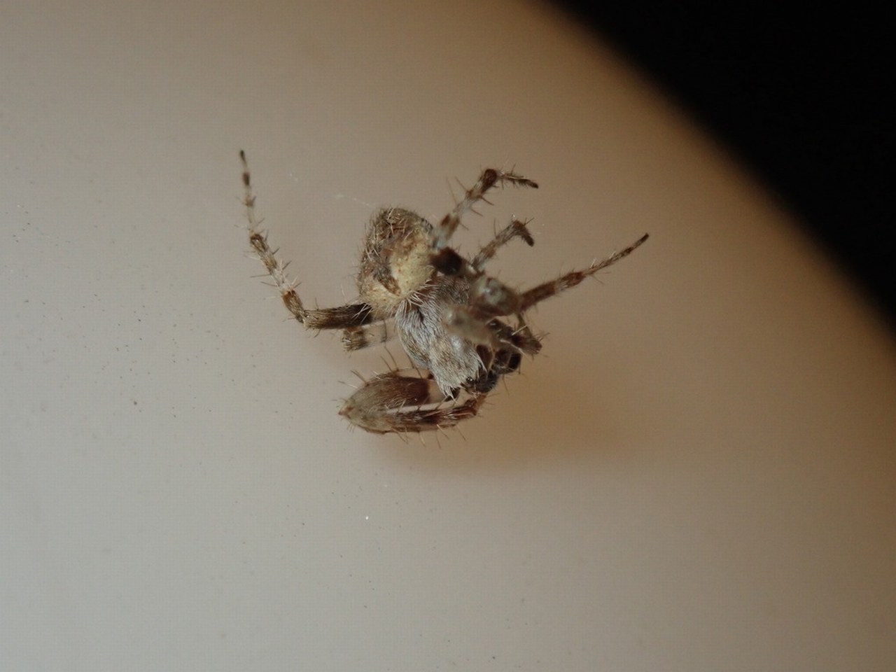 Neoscona subfusca Neoscona subfusca